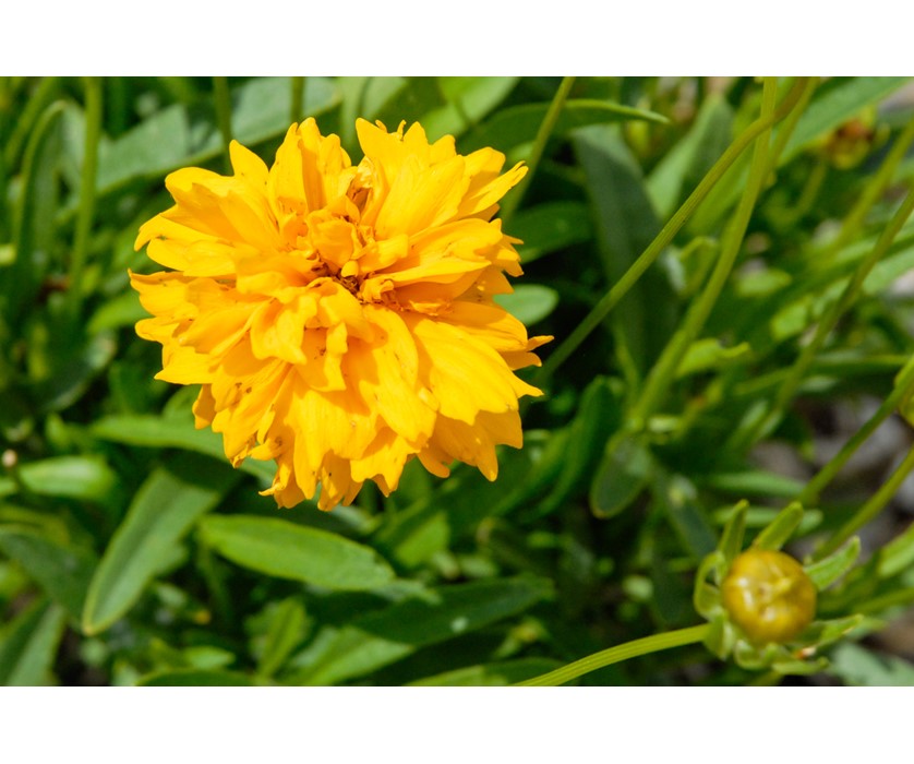 Sunray Coreopsis
